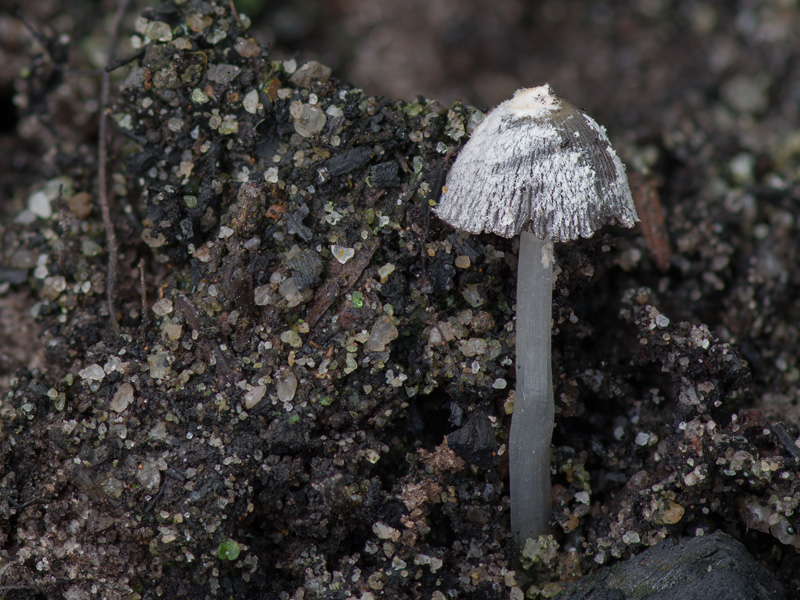 Coprinopsis gonophylla